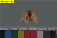 藏品(短指和尚蟹)的圖片